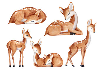 Baby deer watercolor summer, autumn illustration