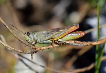 grasshopper