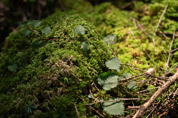 Deep forest jukai in japan