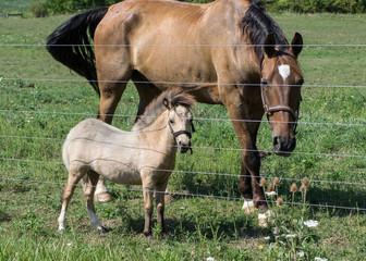 Fototapeta premium Big Horse and a Pony