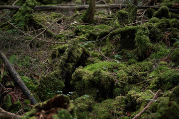 Deep forest jukai in japan