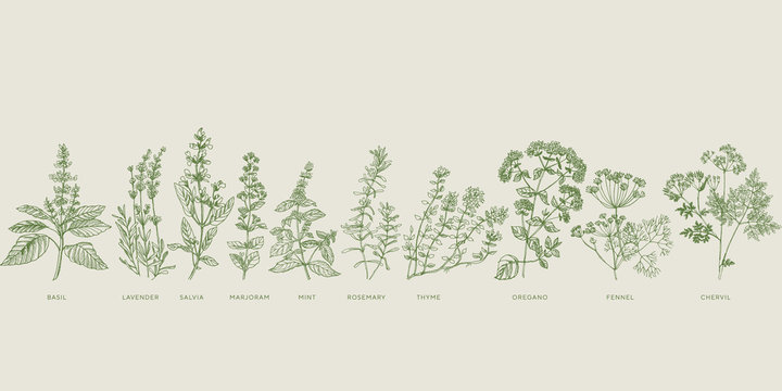 Flax Flower Sketch. Herb Drawing. Botani Graphic by ladadikart · Creative  Fabrica