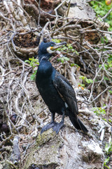 Photo o a Cormorant standing on a fallen tree
