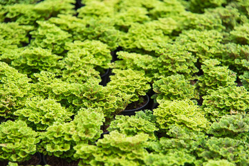 Texture of a green leaf as background.Thailand.