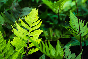 Texture of a green leaf as background.Thailand.