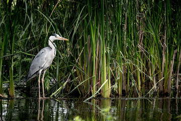 héron cendré oiseau roseau marais eau étang tige échassier