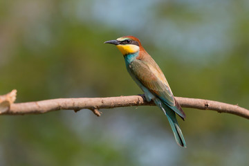 Giovane gruccione (Merops apiaster)