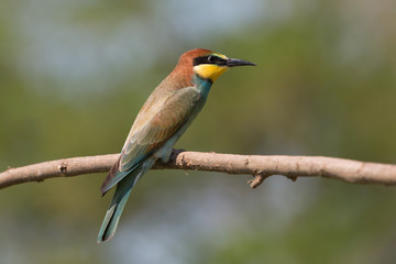 Giovane gruccione (Merops apiaster)