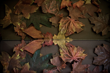 The leaf of maple