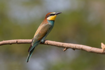 Giovane gruccione (Merops apiaster)