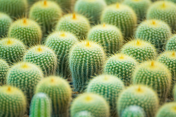 Group of small cactus plant in the pot at cactus garden.Thailand.