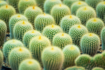 Group of small cactus plant in the pot at cactus garden.Thailand.