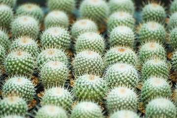 Group of small cactus plant in the pot at cactus garden.Thailand.