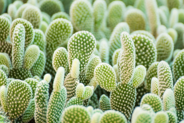 Group of small cactus plant in the pot at cactus garden.Thailand.