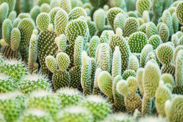 Group of small cactus plant in the pot at cactus garden.Thailand.