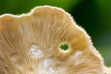 Closeup of the texture of the underside of a wild mushroom on green garden background.