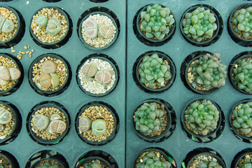 Group of small cactus plant in the pot at cactus garden.Thailand.