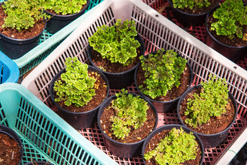 Texture of a green leaf as background.Thailand.