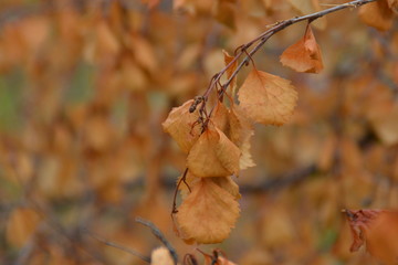 Feuilles automnales en forêt finlandaise
