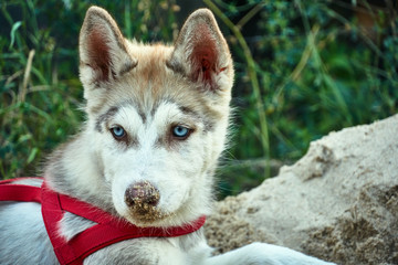 Portrait of a young Siberian husky dog.