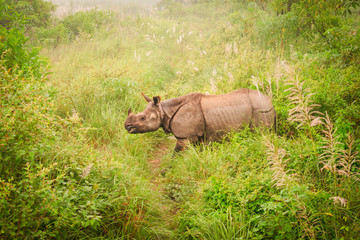 Wild endangered one-horn rhinoceros grazing in a grass field in Chitwan National Park, Nepal, during an elephant safari for tourists.