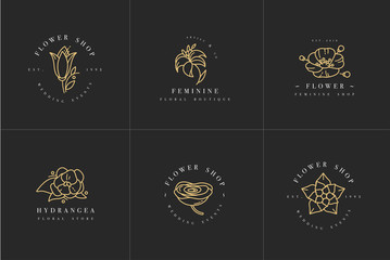 Vector feminine signs and logos, templates set. Floral Illustration-hydrangea, ranunculus, anemone and lily. Premium golden quality emblems.