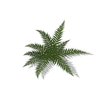Plant in isometric style. Cartoon tropical fern on white background. Isolated image of jungles bush. Vector illustration