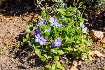 Blue linen flowers on a flowerbed in garden