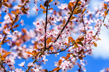 Obraz premium Branches of the blossoming paradise apple tree