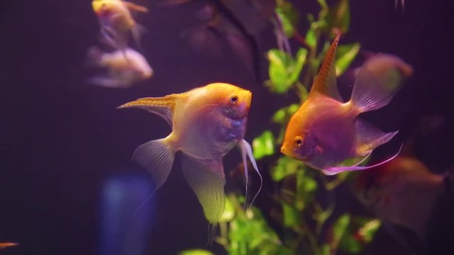 Closeup view of many fish swimming calmly in aquarium water. Real time full hd video footage.