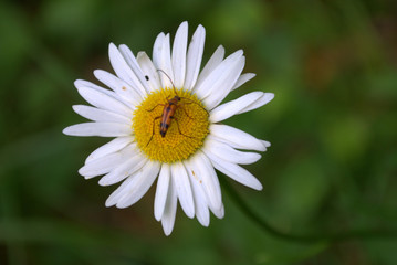 Fototapeta premium daisy bug