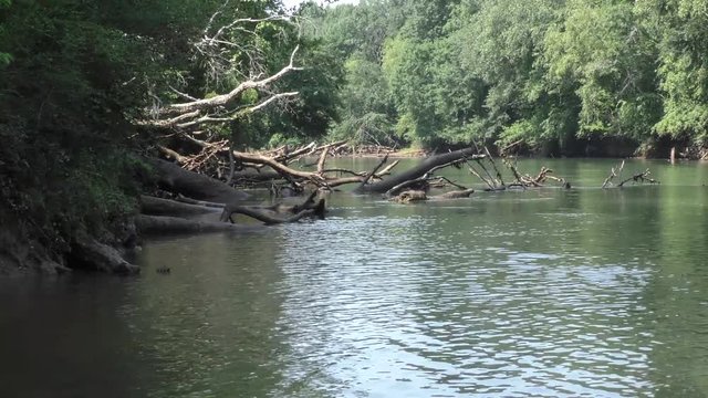 Georgia, Abbotts Bridge Park, Zoom out from dead trees along the shore of the Chattahoochee River