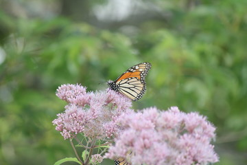 Monarch Butterfly on pretty pink flower in a small park area. Kingston, Ontario.      

