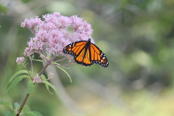 Monarch Butterfly on pretty pink flower in a small park area. Kingston, Ontario.      

