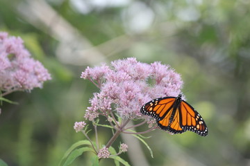 Monarch Butterfly on pretty pink flower in a small park area. Kingston, Ontario.      

