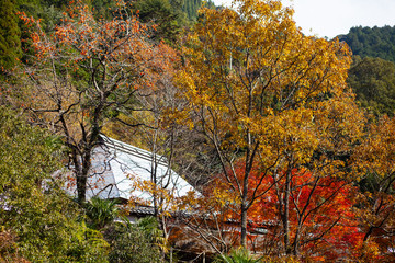 紅葉　モミジとカエデ　宮崎県西米良作小屋周辺46