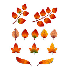 Obraz premium kind of realistic autumn fall