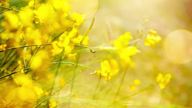  abstract swaying summer yellow flowers