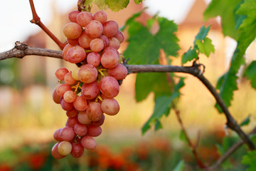 bunch of ripe grapes