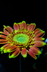 gerbera flower on a black background, gerbera in the shade
