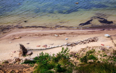 Tree near the sea after a storm