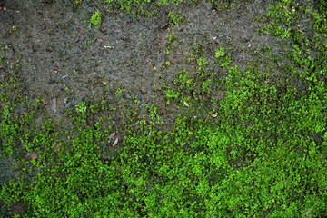 Greed moss in stone on green nature background.