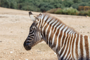 Burchell's Zebra or Equus quagga burchellii in a wild sand area