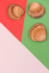 Colorful holiday background with shells