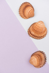 Colorful holiday background with shells