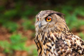 Portrait owl
