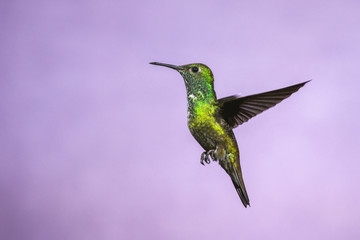 Hummingbird in Flight - Versicolored Emerald (Amazilia versicolor) in Iguazu Falls, Brasil -...