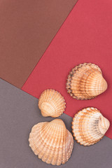 Colorful holiday background with shells