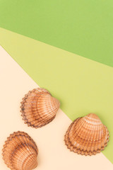 Colorful holiday background with shells