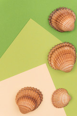 Colorful holiday background with shells
